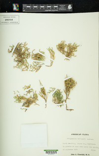 Selaginella tortipila image