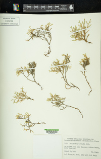 Selaginella tortipila image