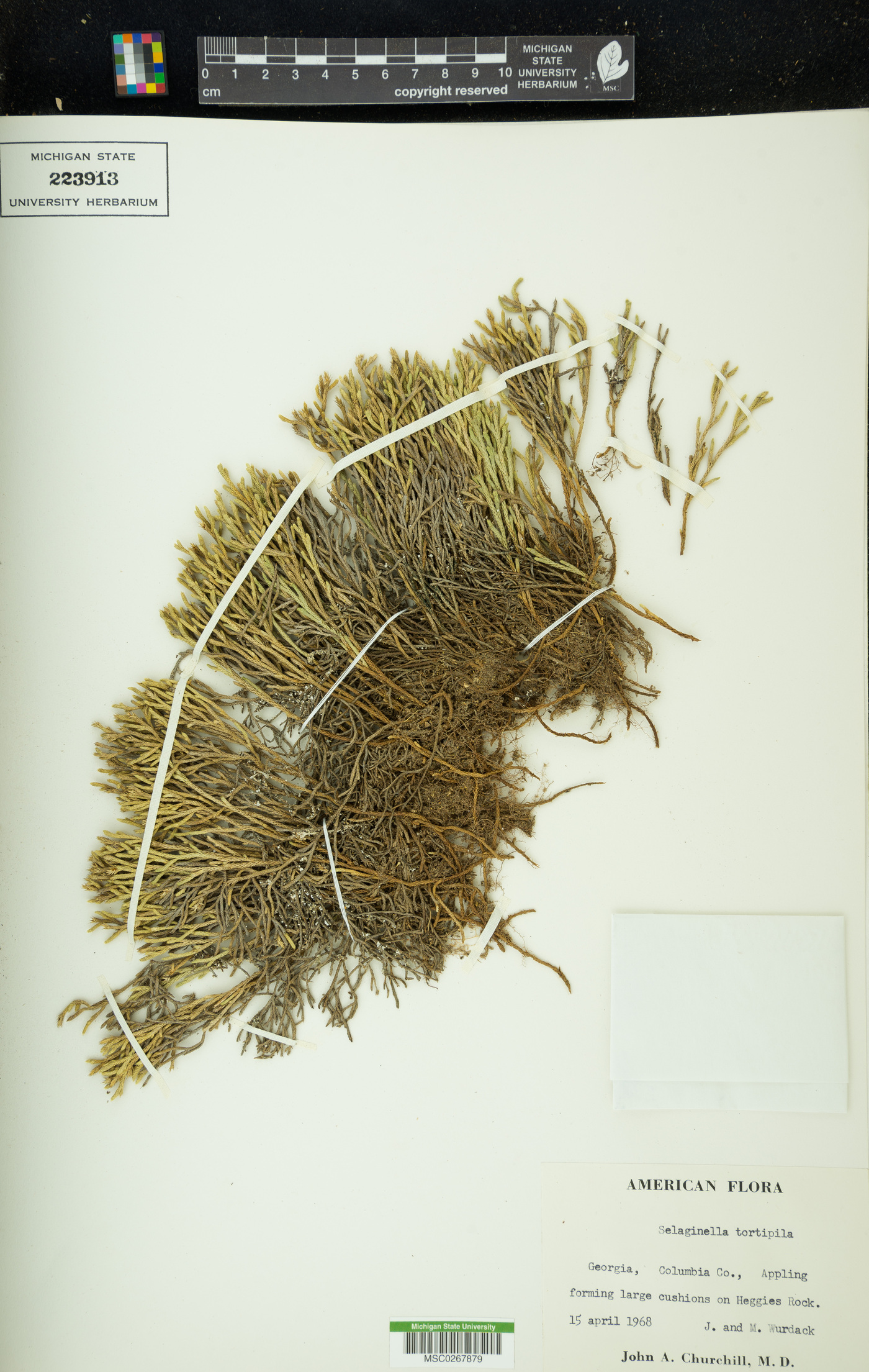 Selaginella tortipila image