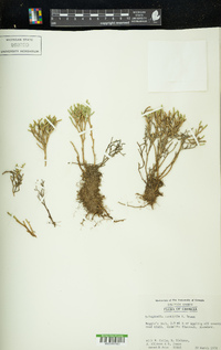 Selaginella tortipila image