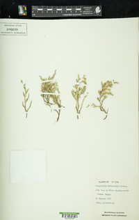 Selaginella underwoodii image