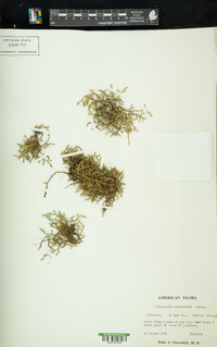 Selaginella underwoodii image