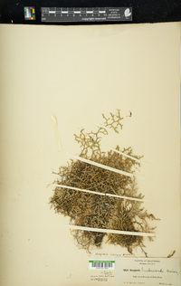 Selaginella wallacei image