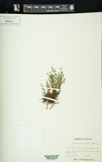 Selaginella wallacei image