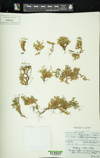 Selaginella watsonii image