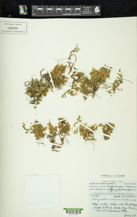 Selaginella watsonii image