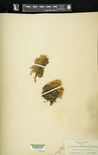 Selaginella watsonii image