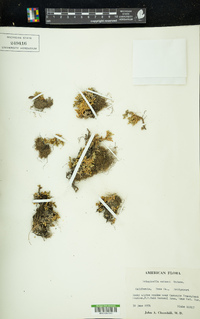 Selaginella watsonii image