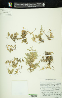 Selaginella wrightii image