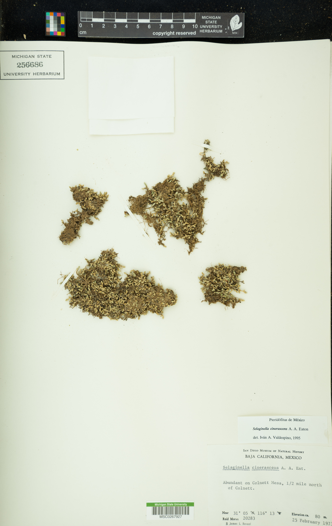 Selaginella cinerascens image