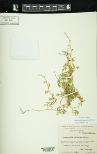 Selaginella delicatissima image