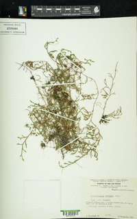 Selaginella extensa image