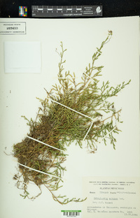 Selaginella extensa image