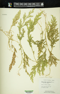 Selaginella stellata image