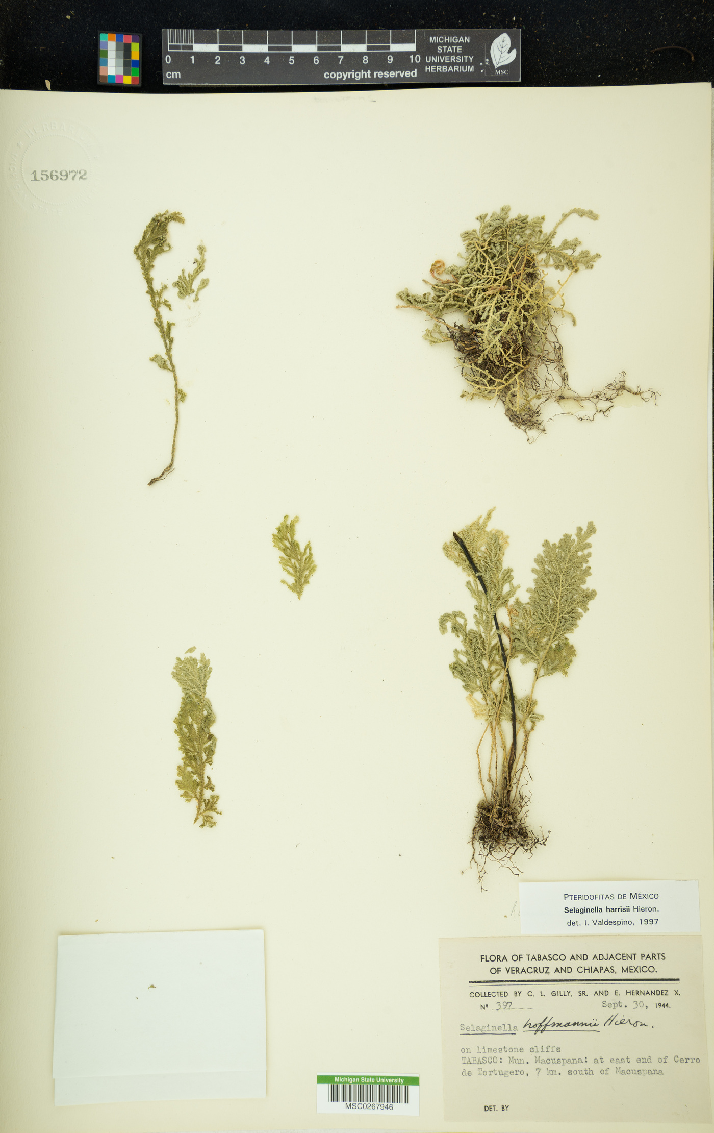 Selaginella harrisii image