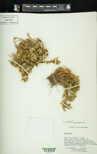 Selaginella lepidophylla image