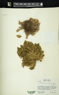 Selaginella lepidophylla image