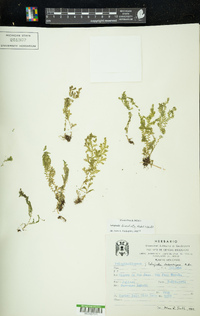 Selaginella lineolata image