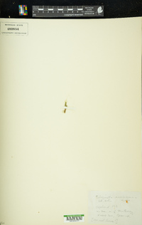 Selaginella novoleonensis image