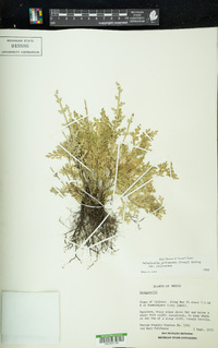 Selaginella pallescens image