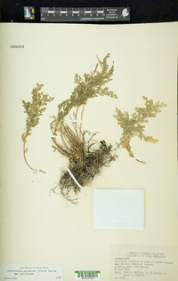 Selaginella pallescens var. pallescens image