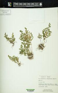 Selaginella pallescens image