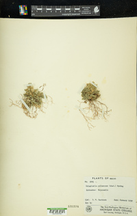 Selaginella pallescens image