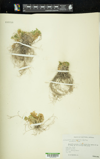 Selaginella pallescens image