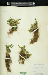 Selaginella pallescens image