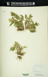 Selaginella pallescens image