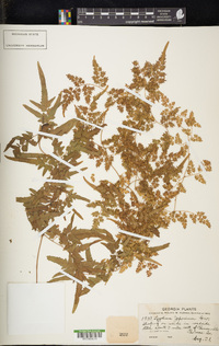 Lygodium japonicum image