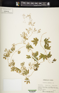 Lygodium palmatum image