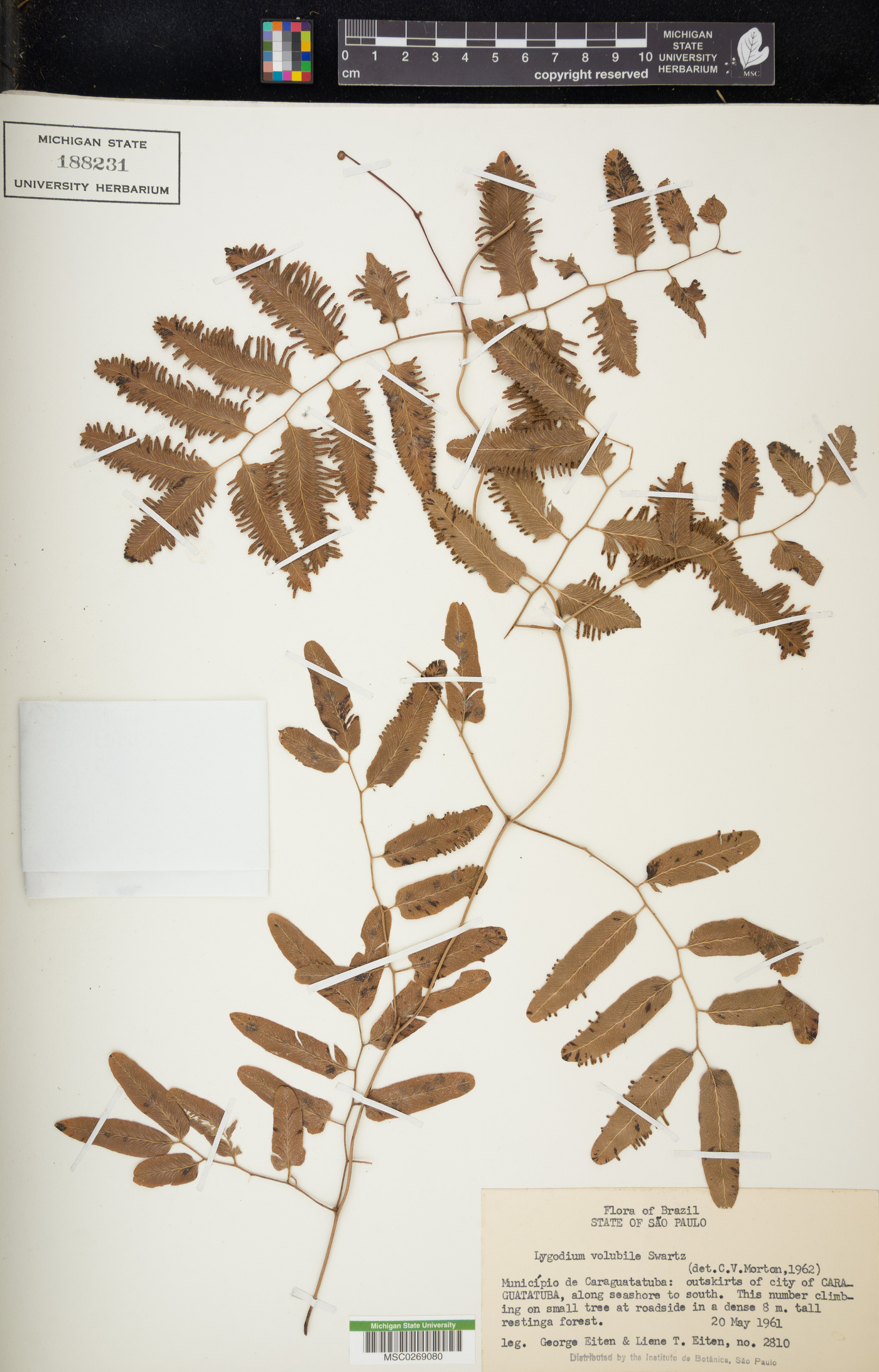 Lygodium volubile image