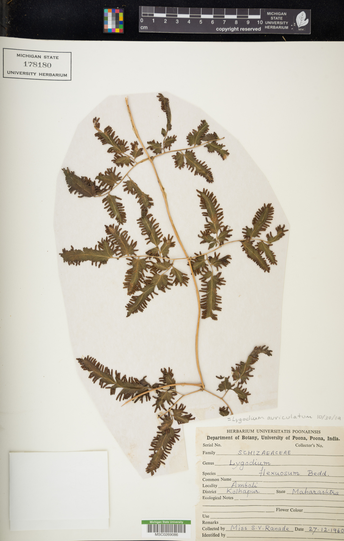 Lygodium auriculatum image
