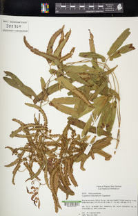 Lygodium dimorphum image