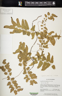 Lygodium japonicum image