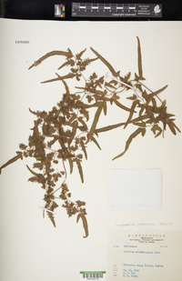 Lygodium japonicum image