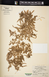 Lygodium japonicum image