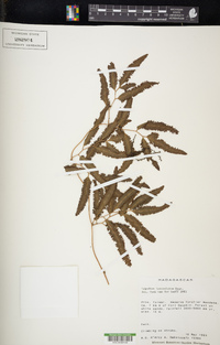 Lygodium lanceolatum image