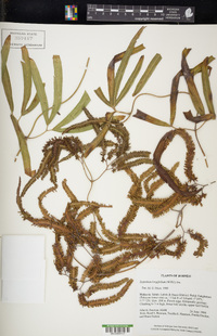 Lygodium longifolium image