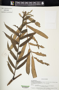 Angiopteris caudatiformis image