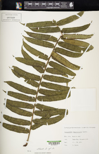 Angiopteris lygodiifolia image