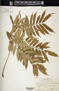 Angiopteris lygodiifolia image