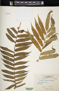 Angiopteris lygodiifolia image