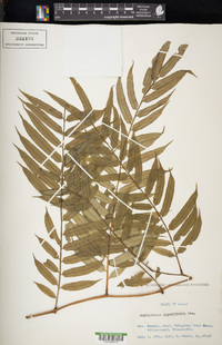 Angiopteris lygodiifolia image