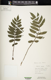 Danaea alata image