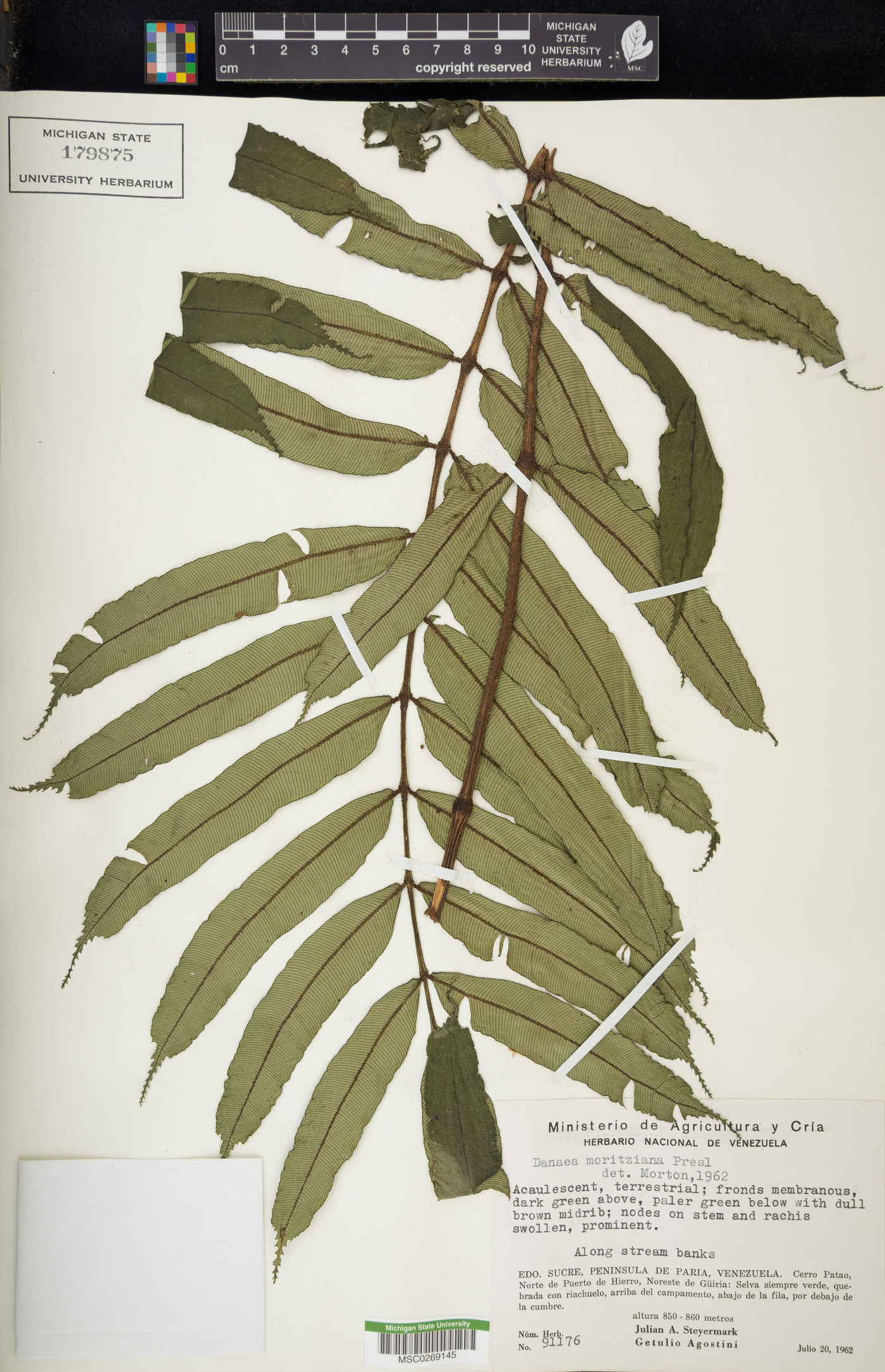Danaea moritziana image