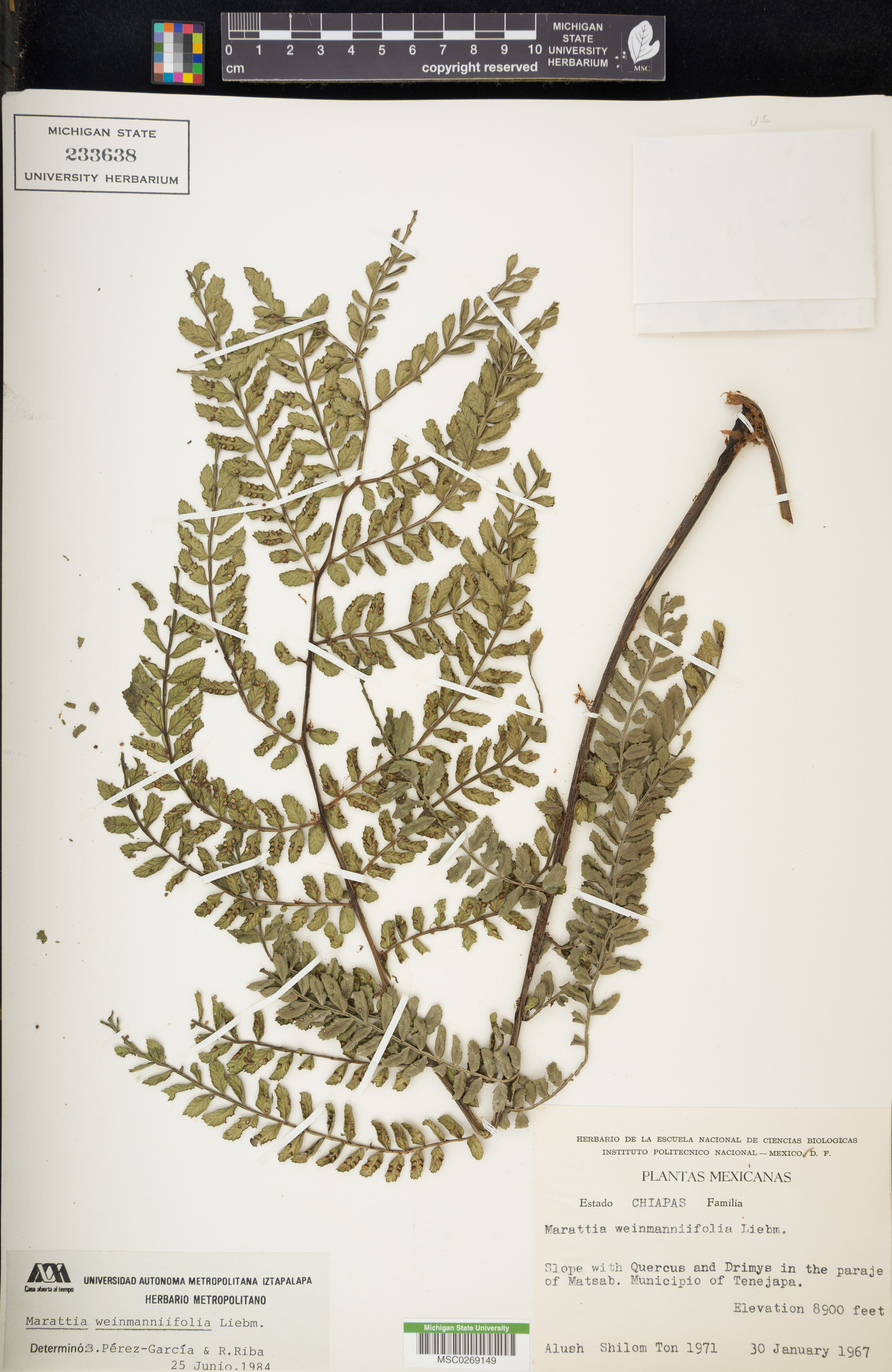 Marattia image