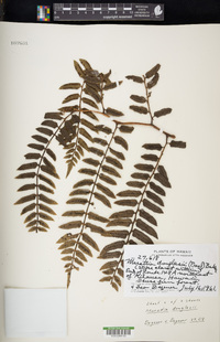 Marattia douglasii image