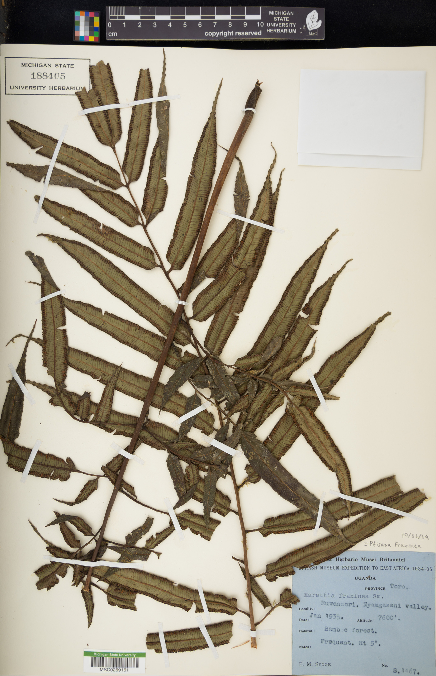 Ptisana fraxinea image